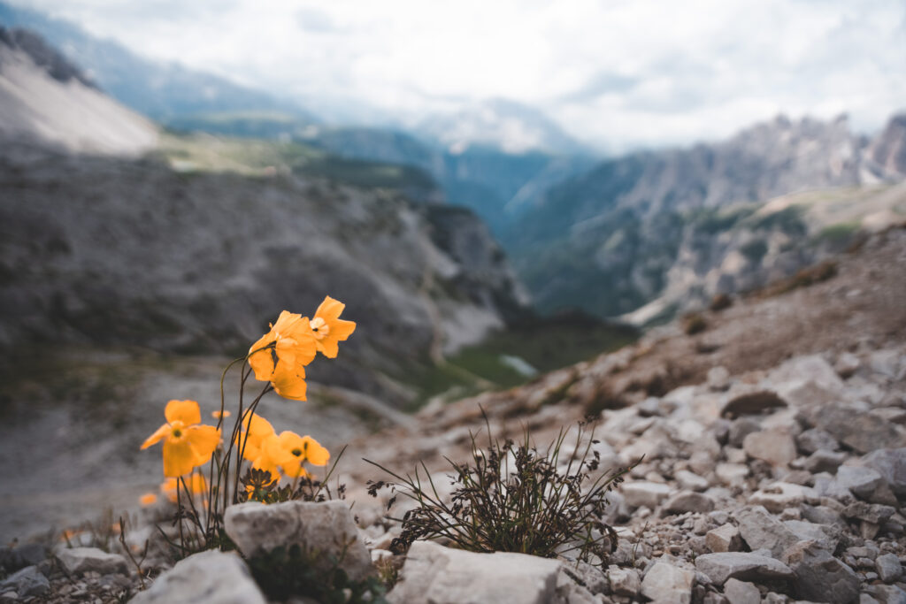 Een close-up van kleurrijke wilde bloemen die bloeien op een bergweide in de Dolomieten, Italië. Op de achtergrond zijn imposante bergtoppen zichtbaar onder een heldere blauwe lucht.